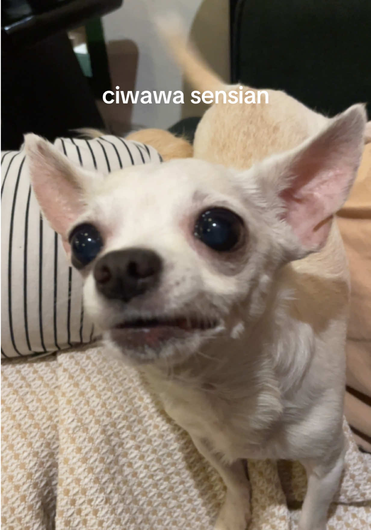 @hey, smooch! 𐂯