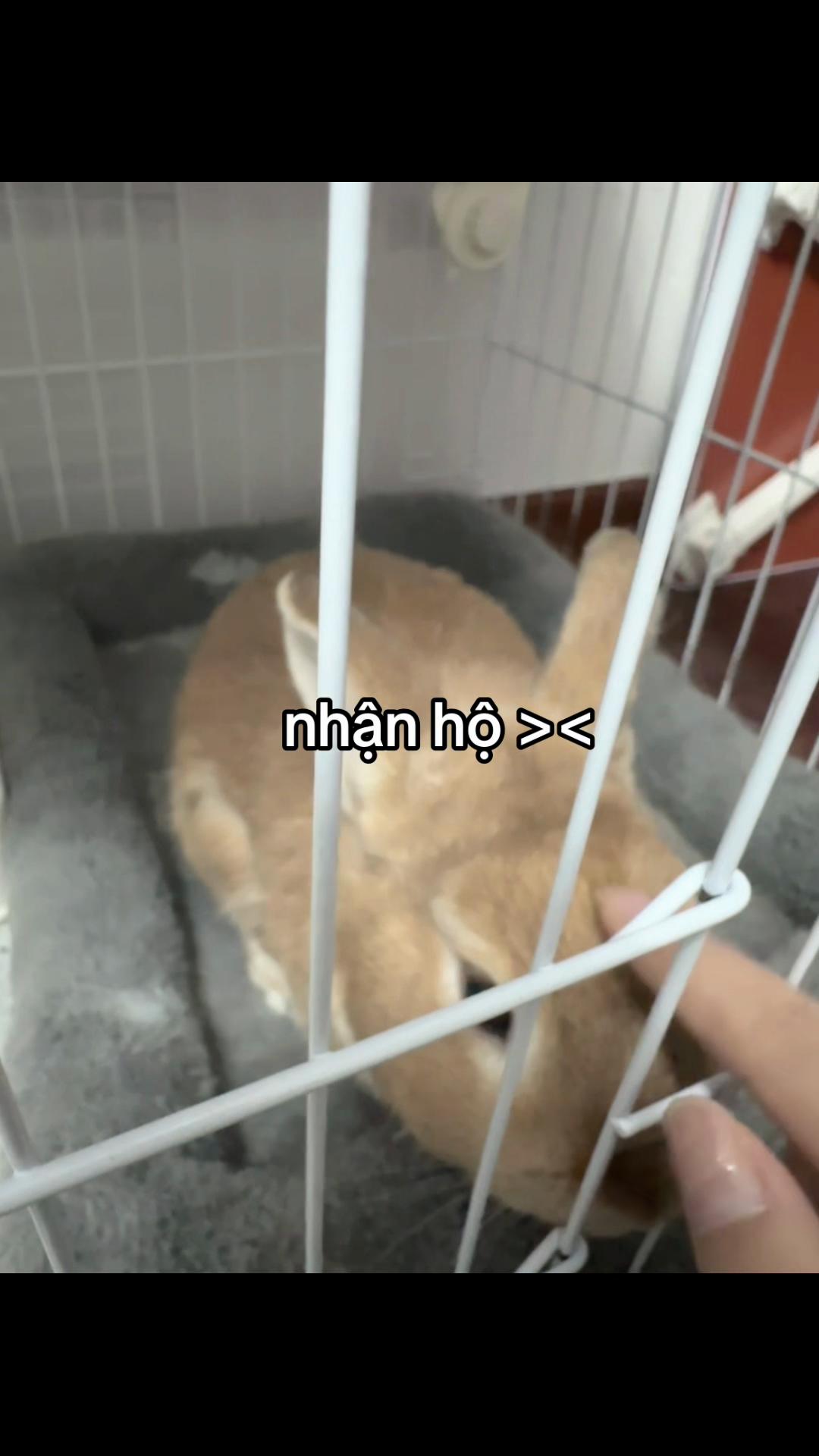 @mimi