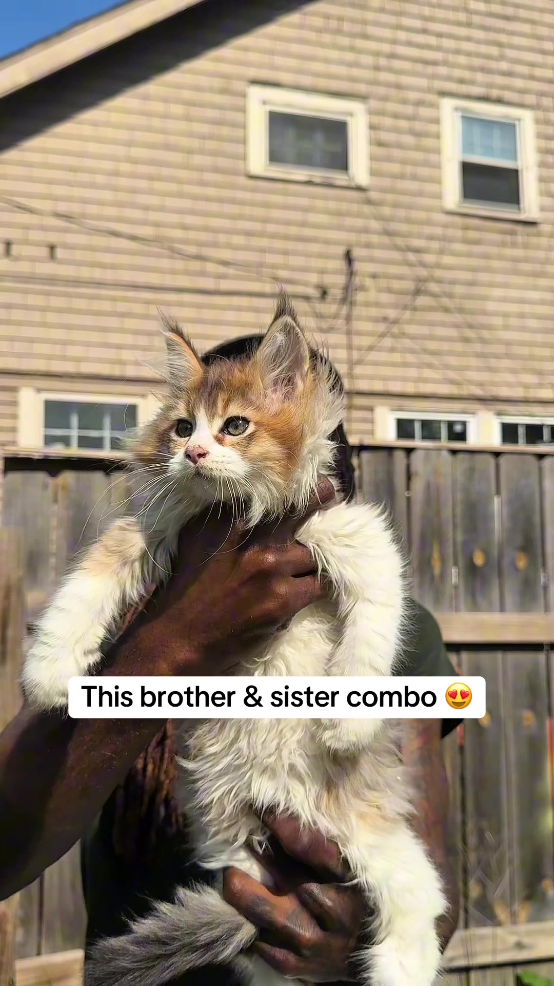 @Tycoon_Mainecoons
