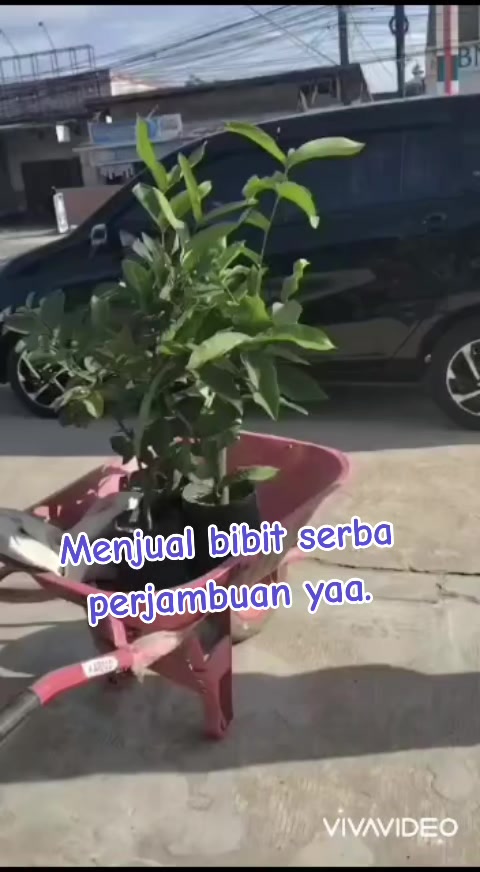 @Bibit khusus samarinda