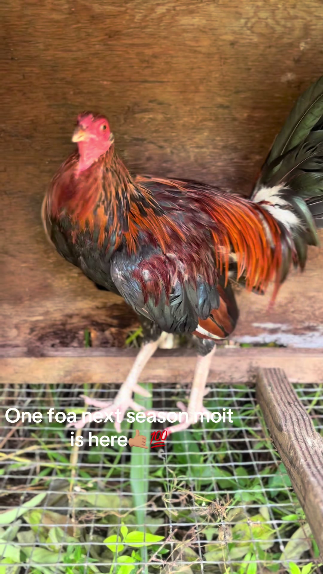 @ltowngamefowl