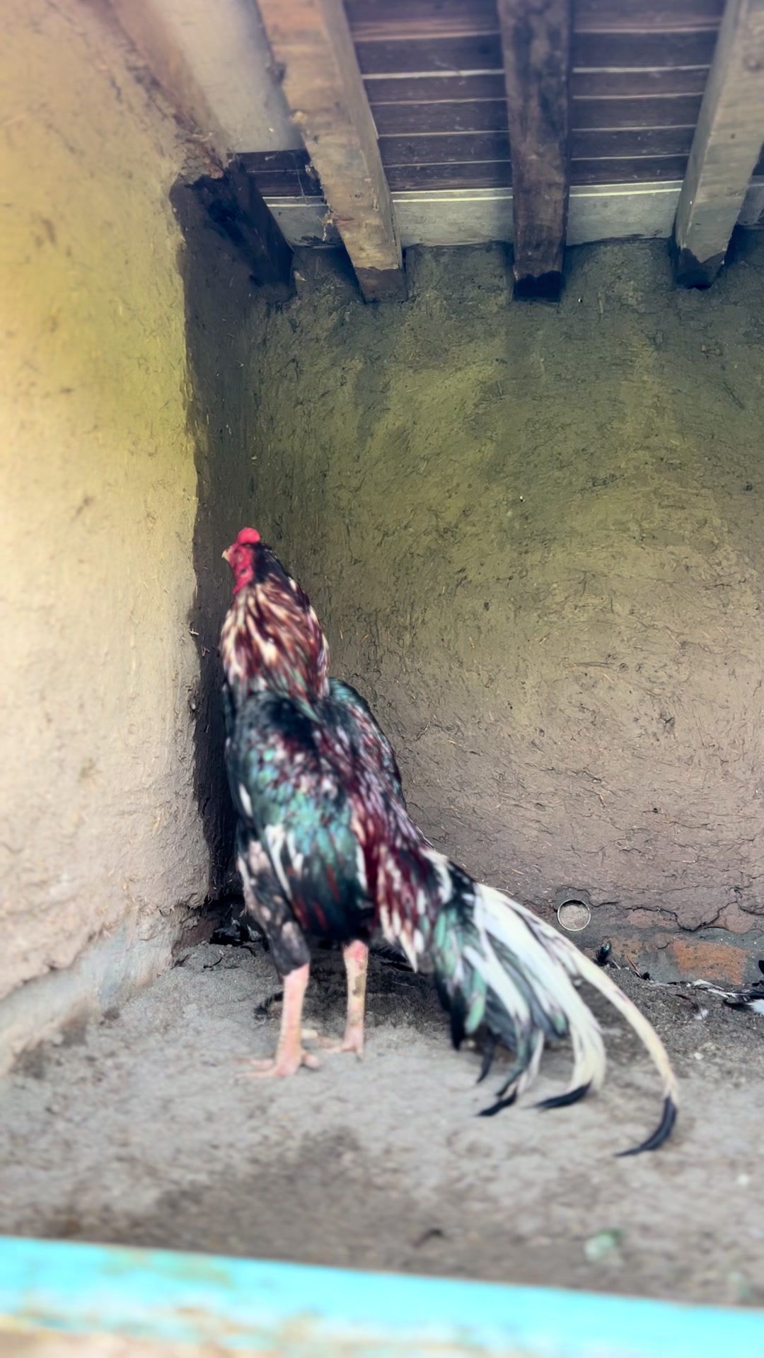 @Aseel 🐓