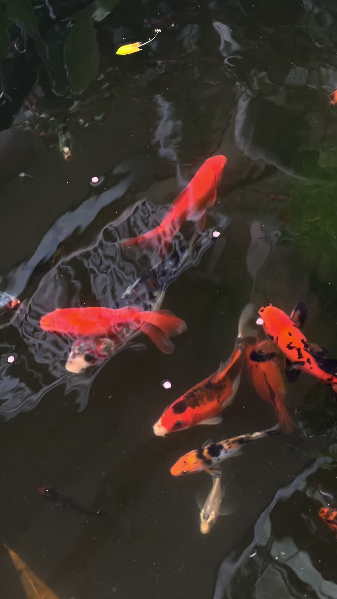 @Aquamandu-Nepal