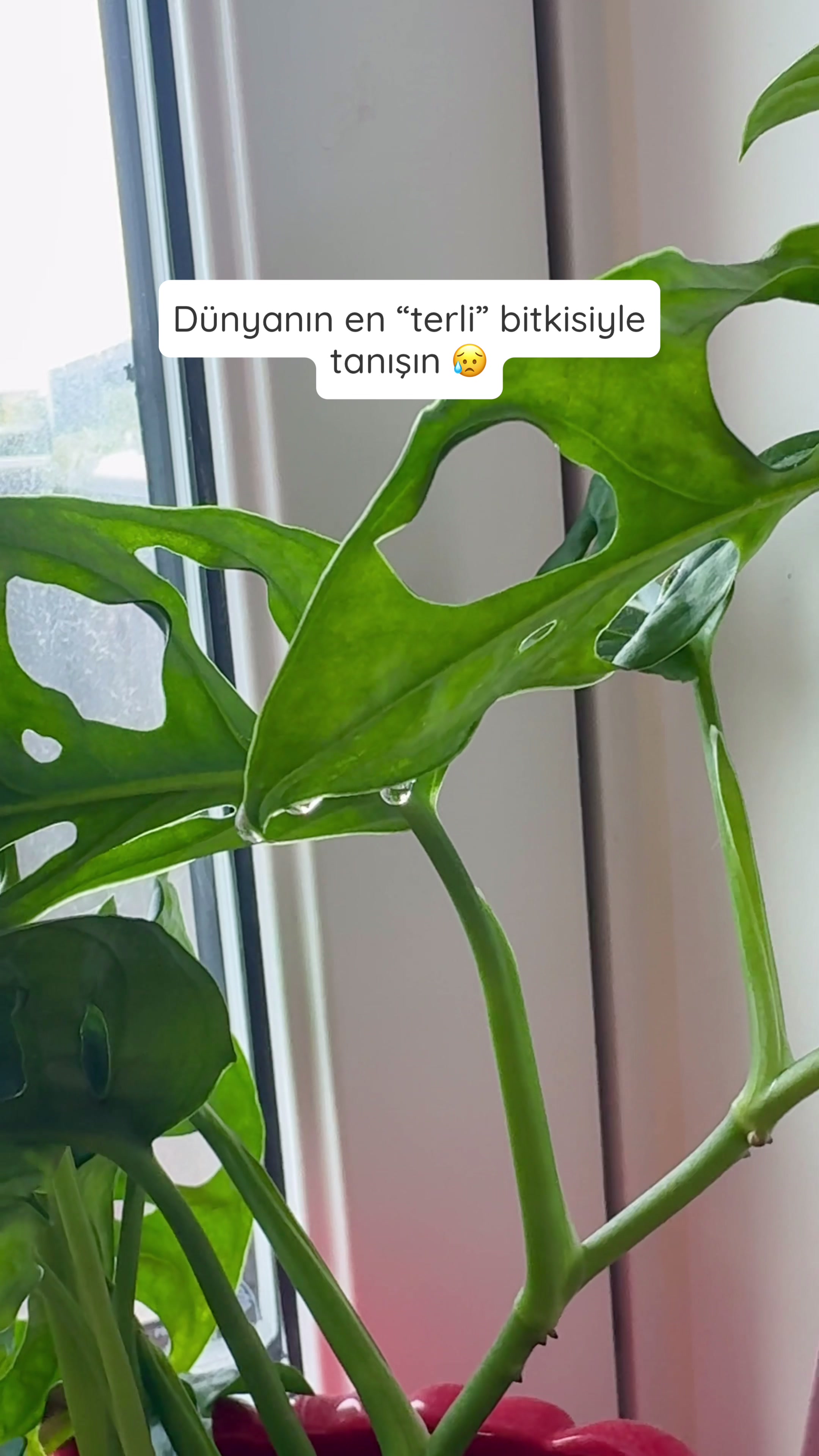 @Peyzaj Mimarı Buse 🍀