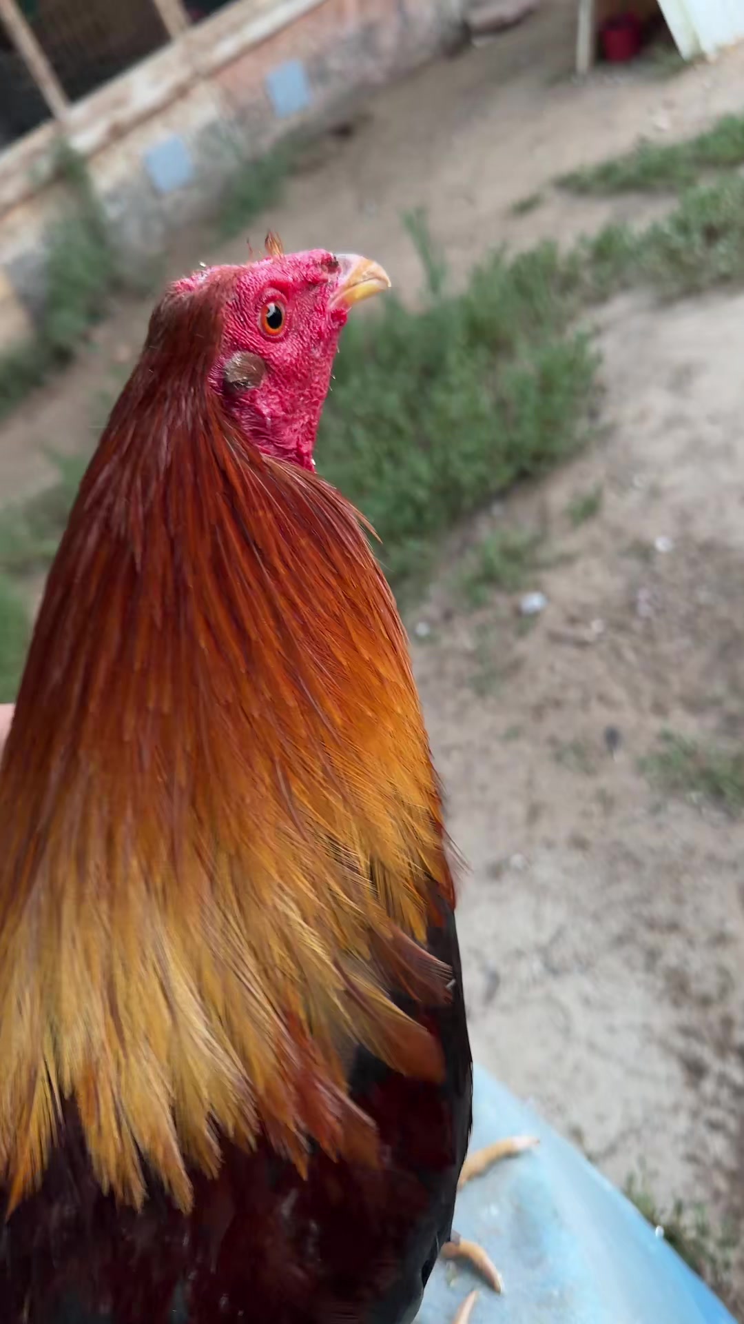 @Stranger Game Farm
