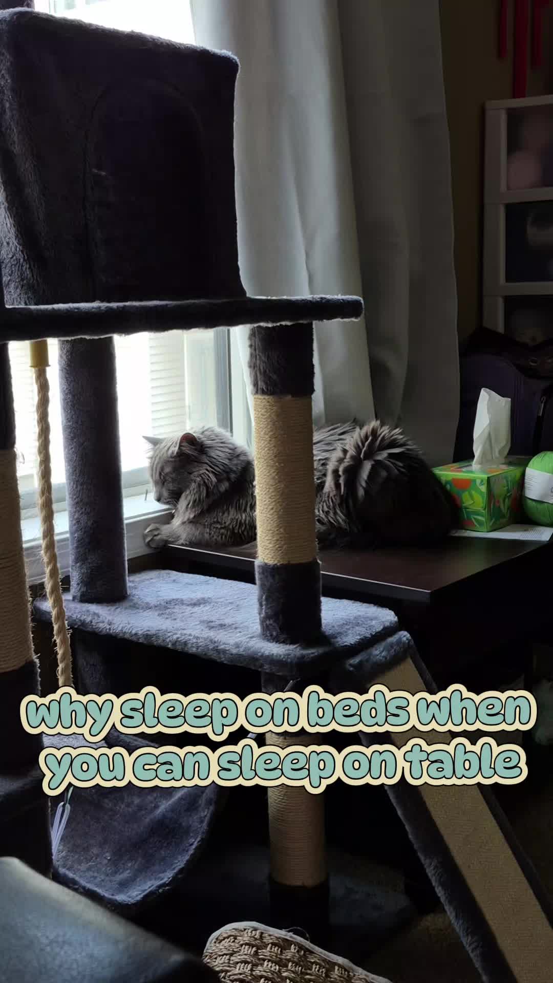 @Kittyboi