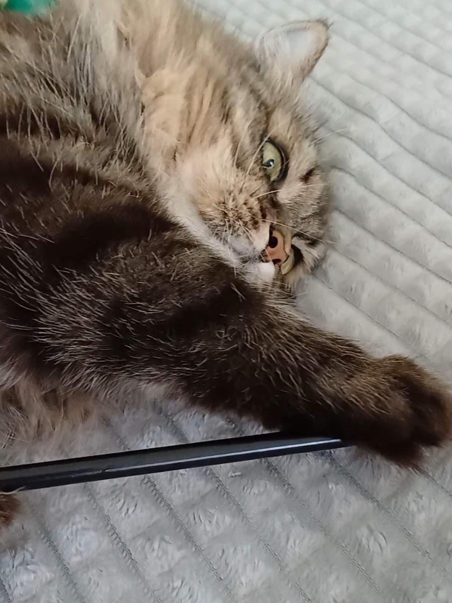 @cat_bayun_