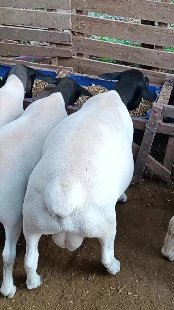 @Smart Farm Kenya