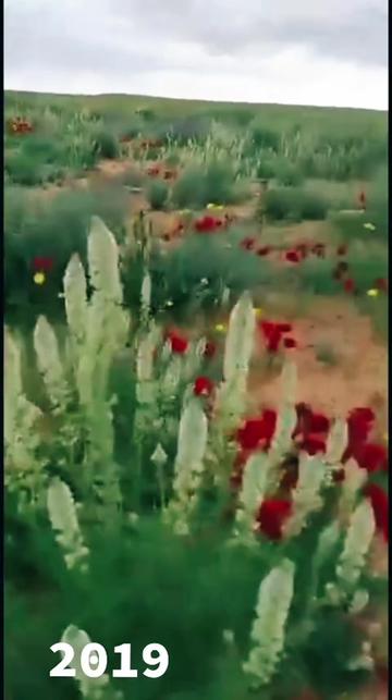@ابو حامد