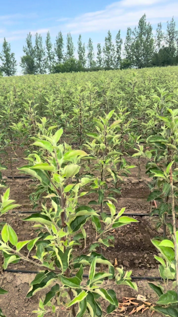 @p&eacute;pini&egrave;re yb agro