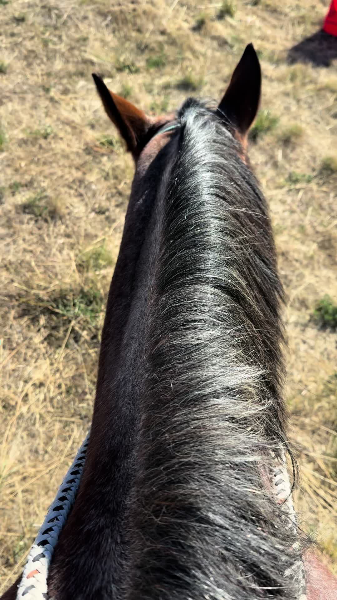 @Cowgirl Tuff Colt Training ❤️