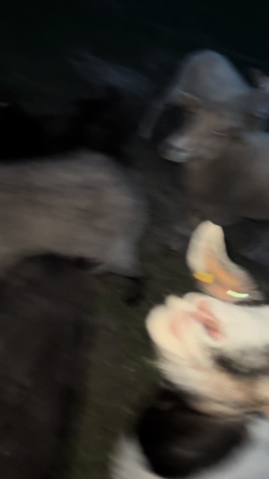 @Dat Doerpschaap