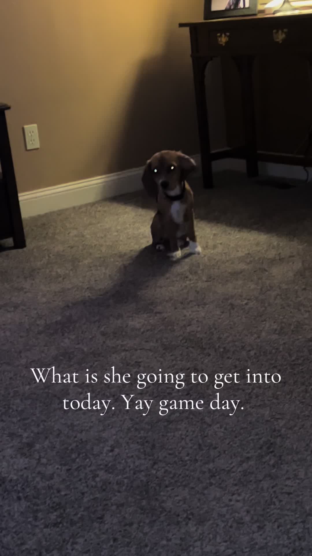 @Rosie the Beagle 🇺🇸🥰 🌞