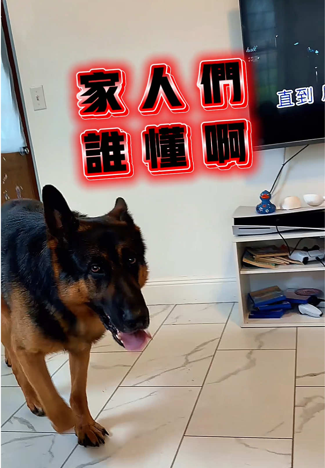 @Ginger-金橘德牧
