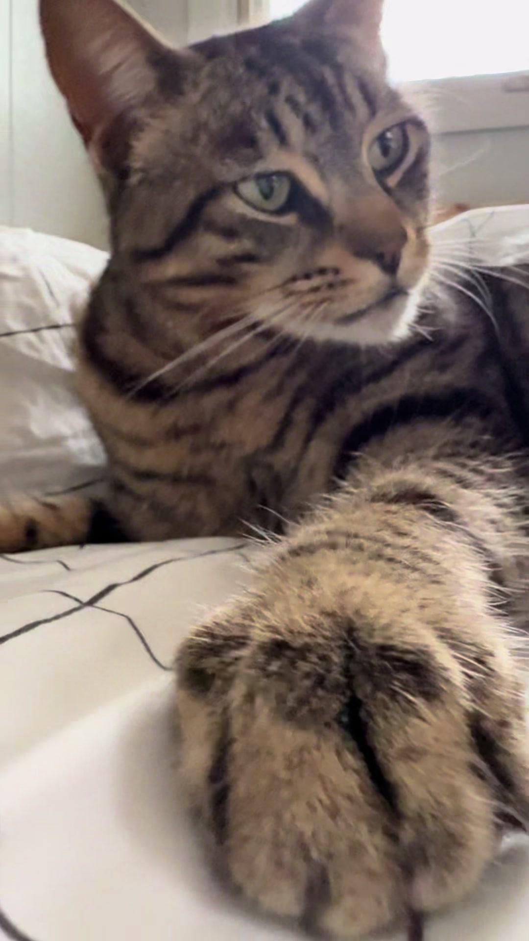 @Coby the Cat 🐾