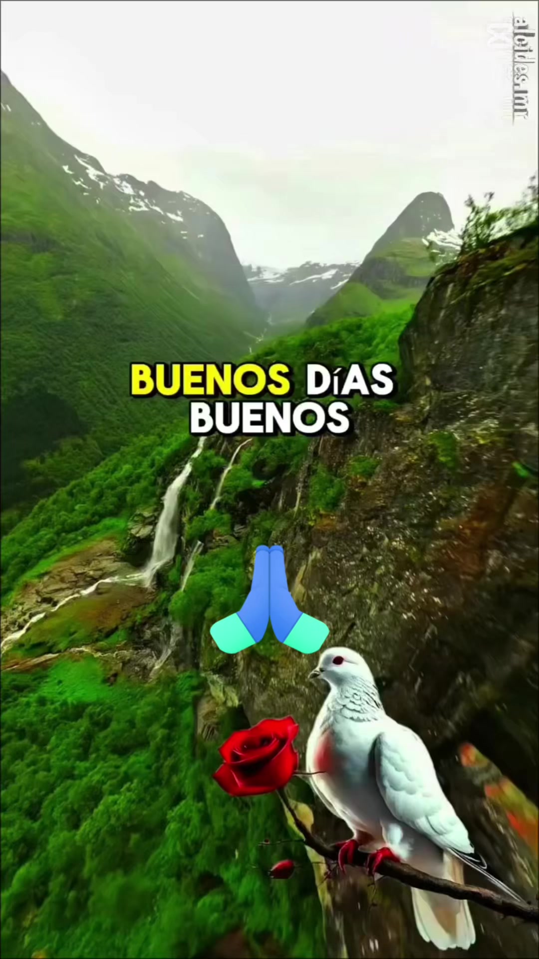 @meyii