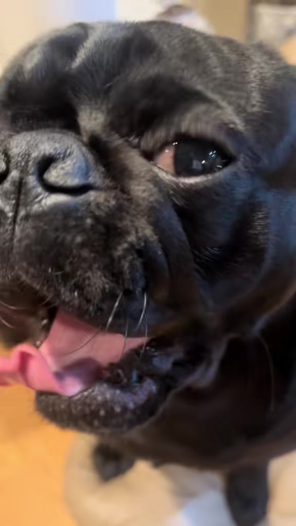 @Pugaddict