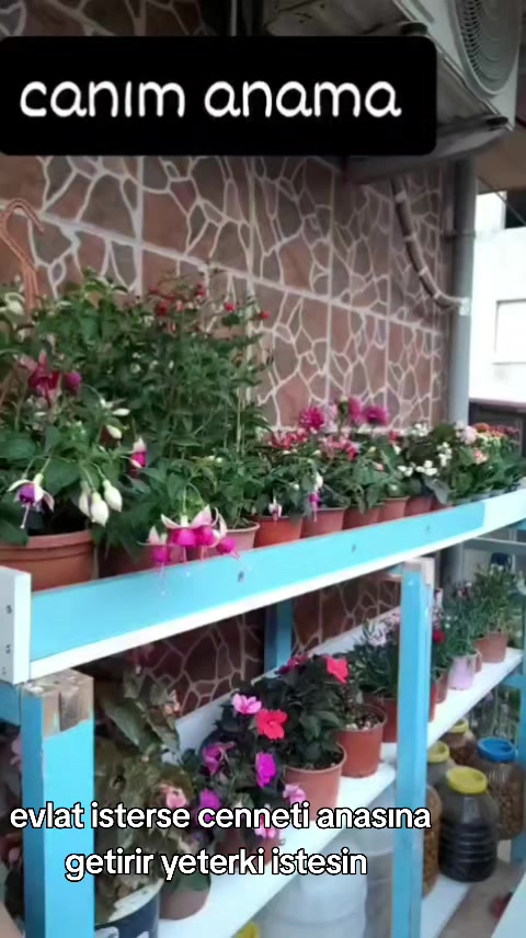 @&ouml;z bucalı (murat)