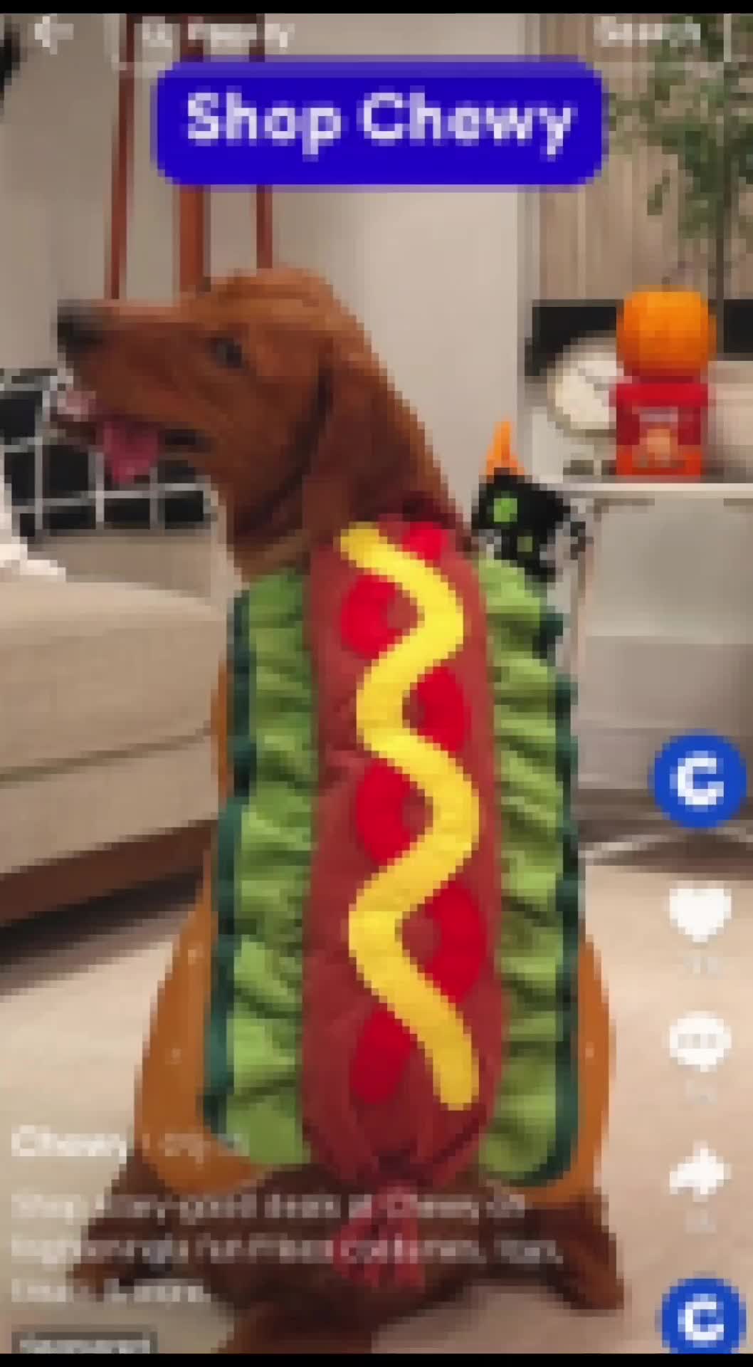 @Chewy