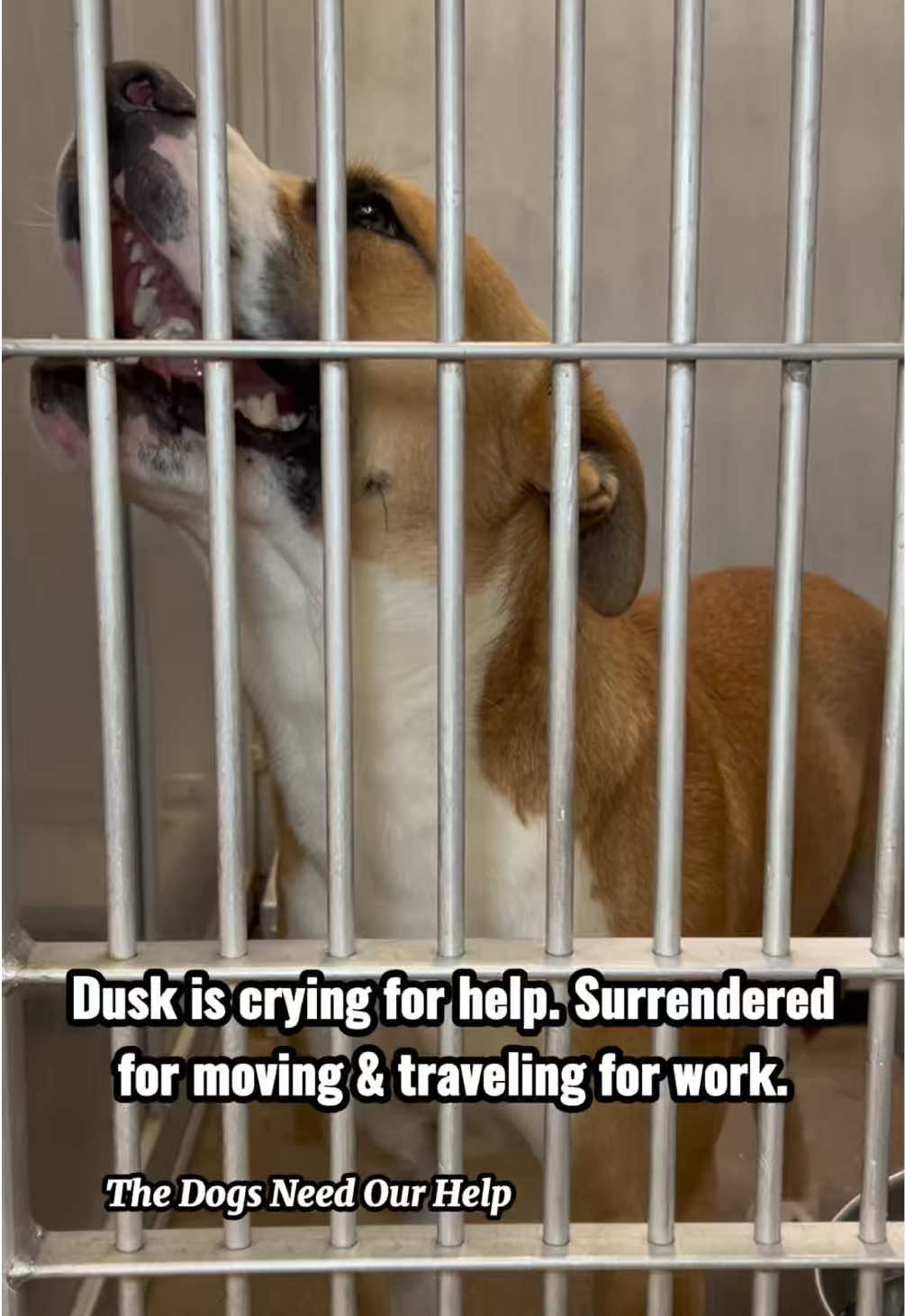 @The Dogs Need Our Help