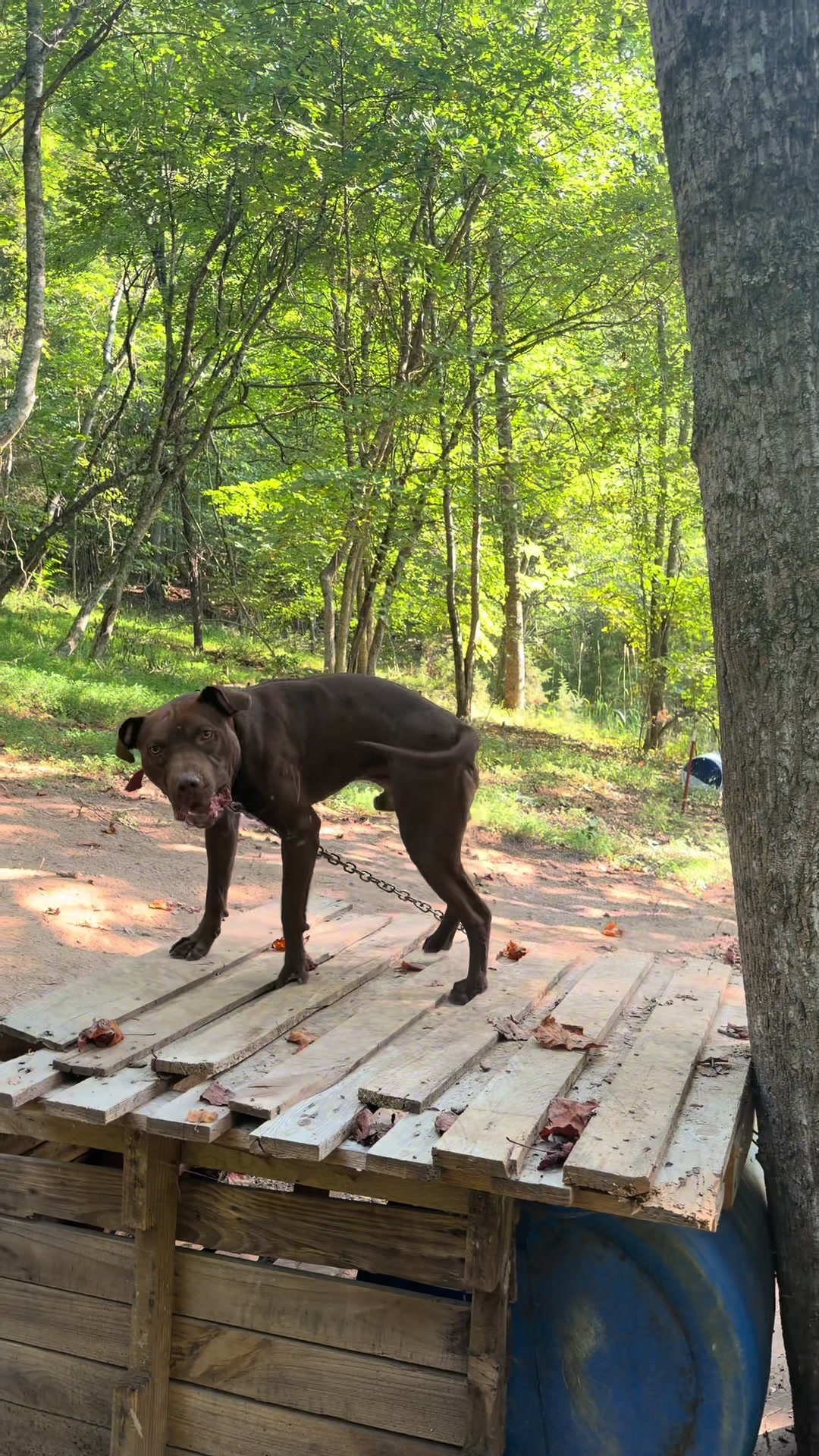 @WorldGoneMadKennels