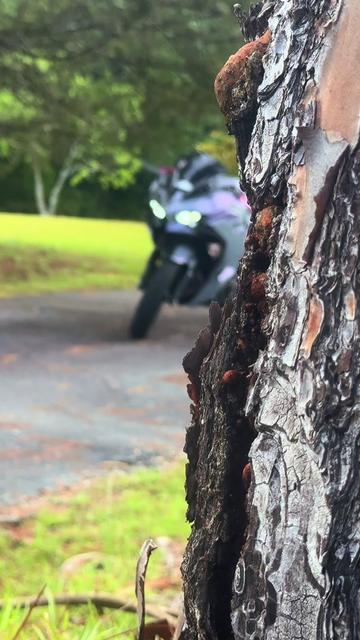 @2024Ninja 500