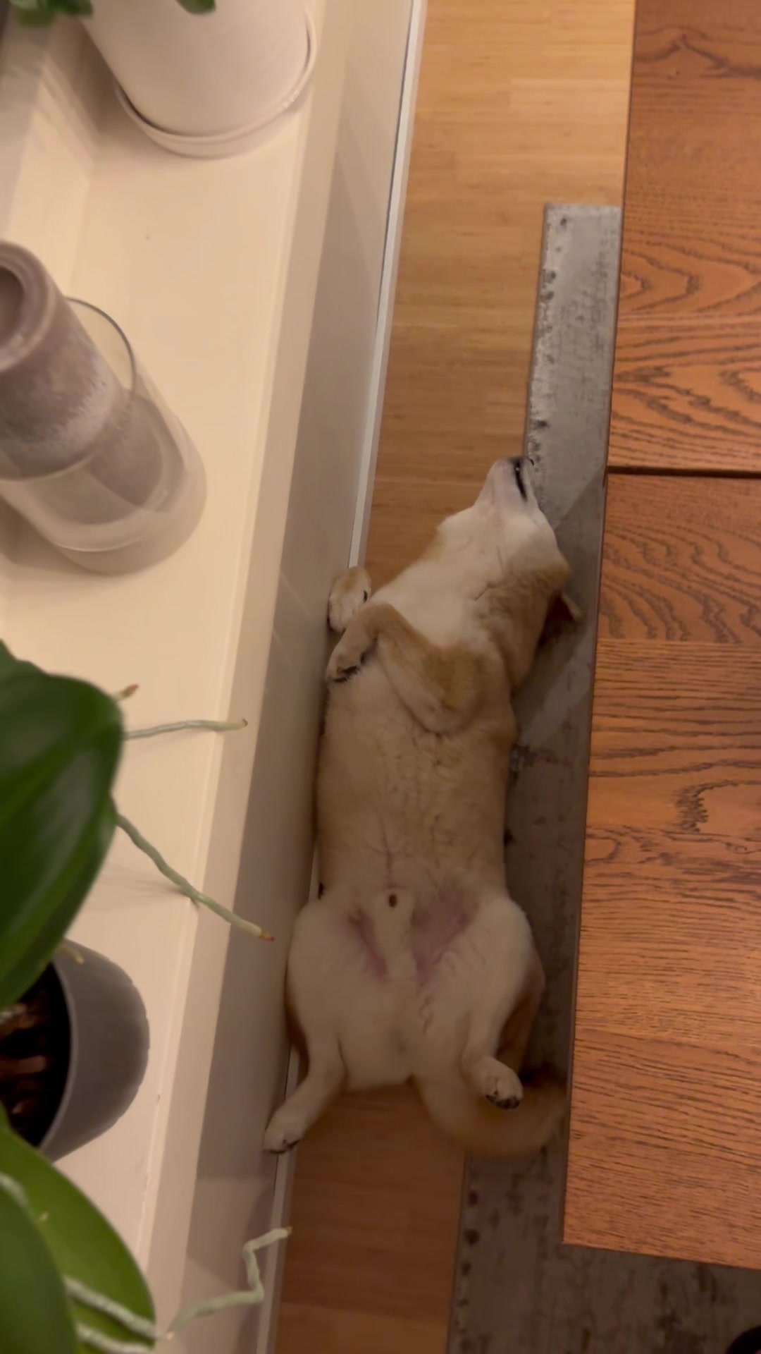 @yoshi.doggyhood
