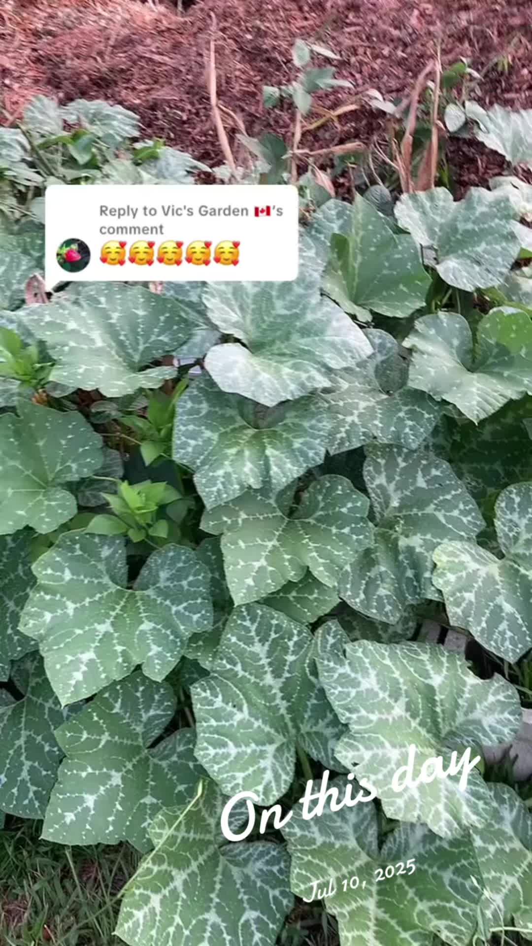 @Permaculture Grandma Melanie