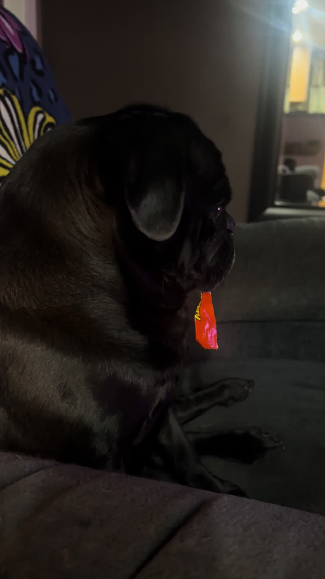 @Pugaddict