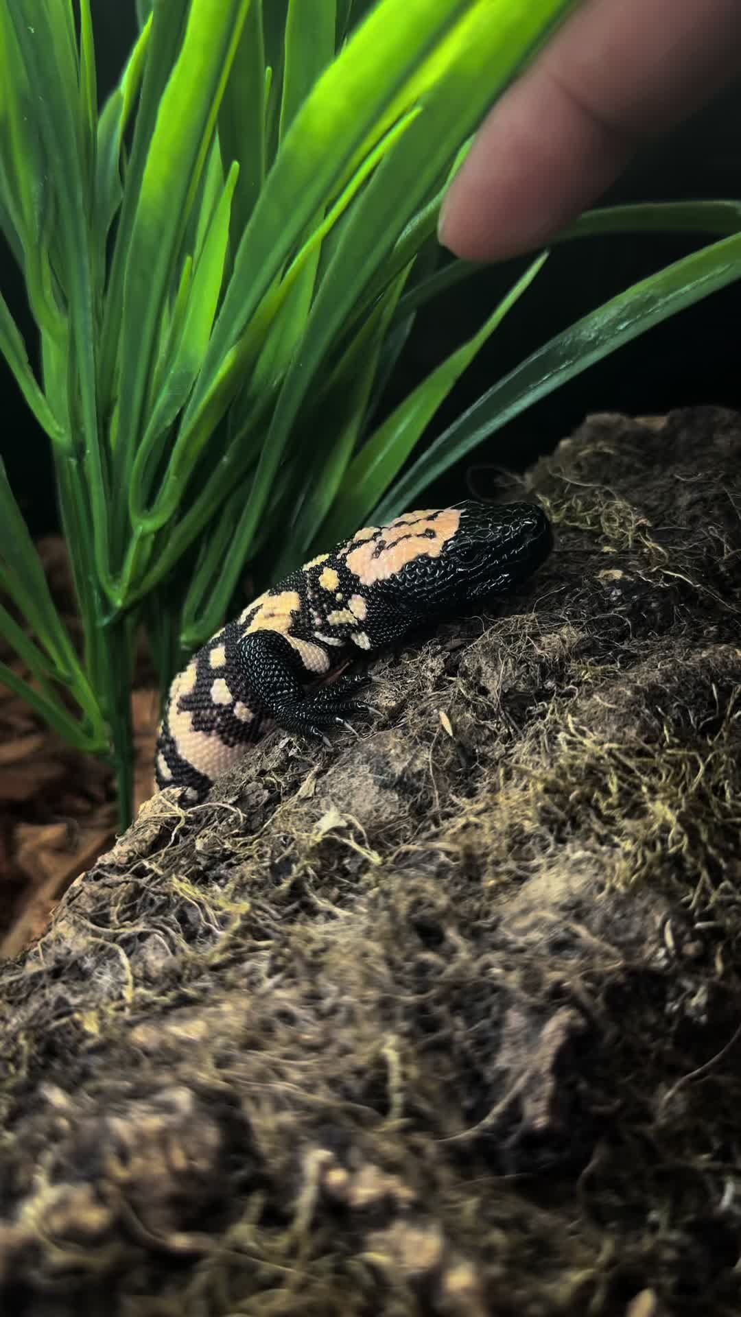 @SavageryReptiles
