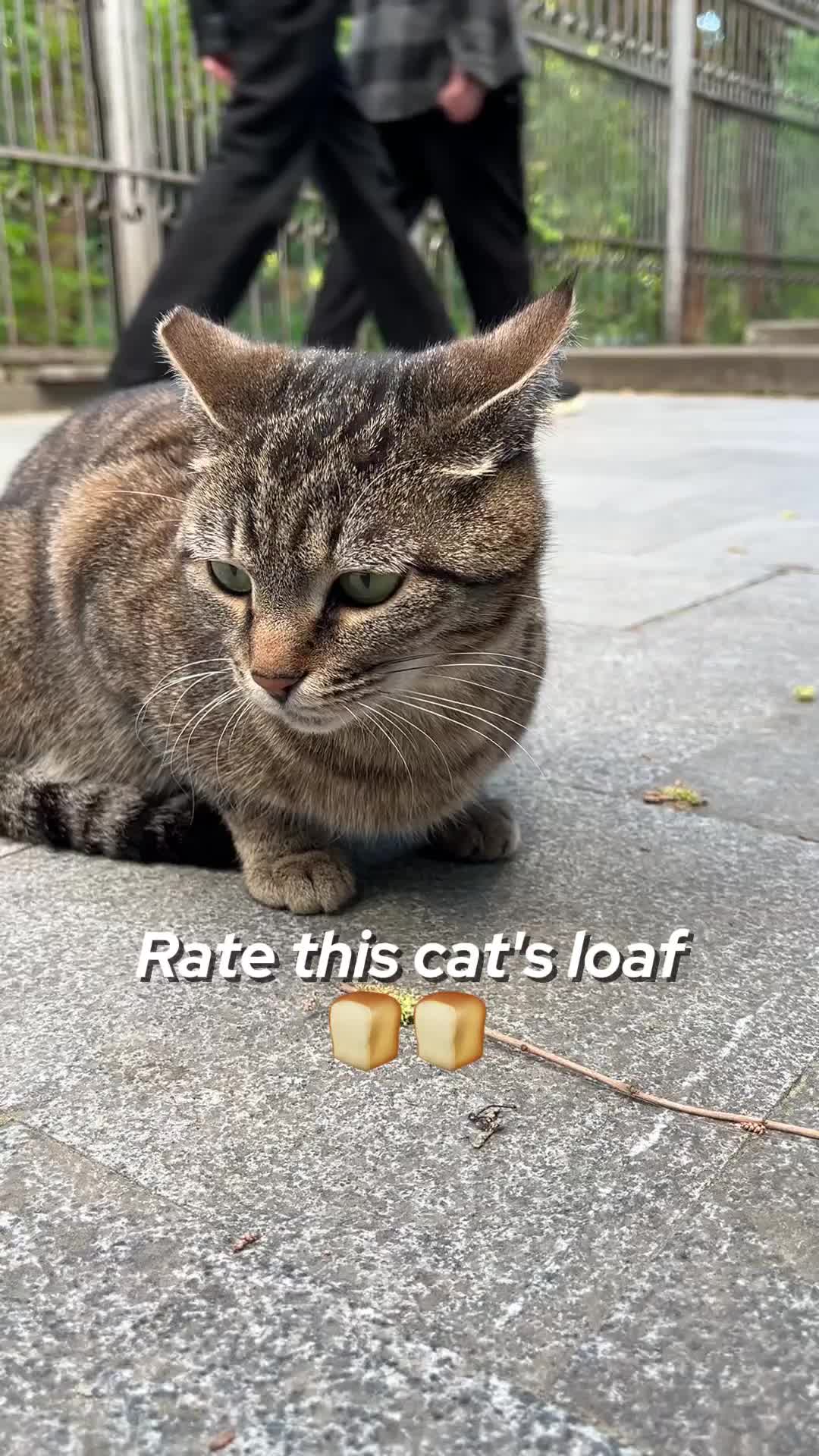 @ElkoyCats