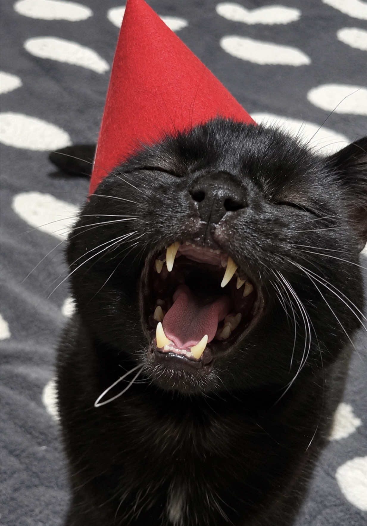 @Teefie_tribe 🐈⬛🐈⬛🐈🦷🦷