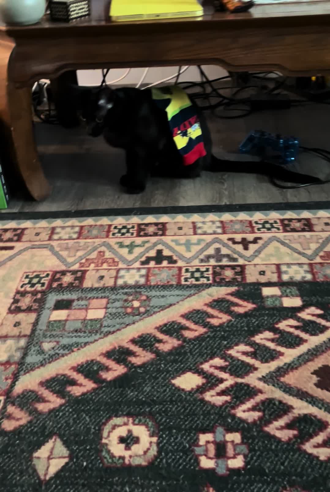 @dutch.vandercat