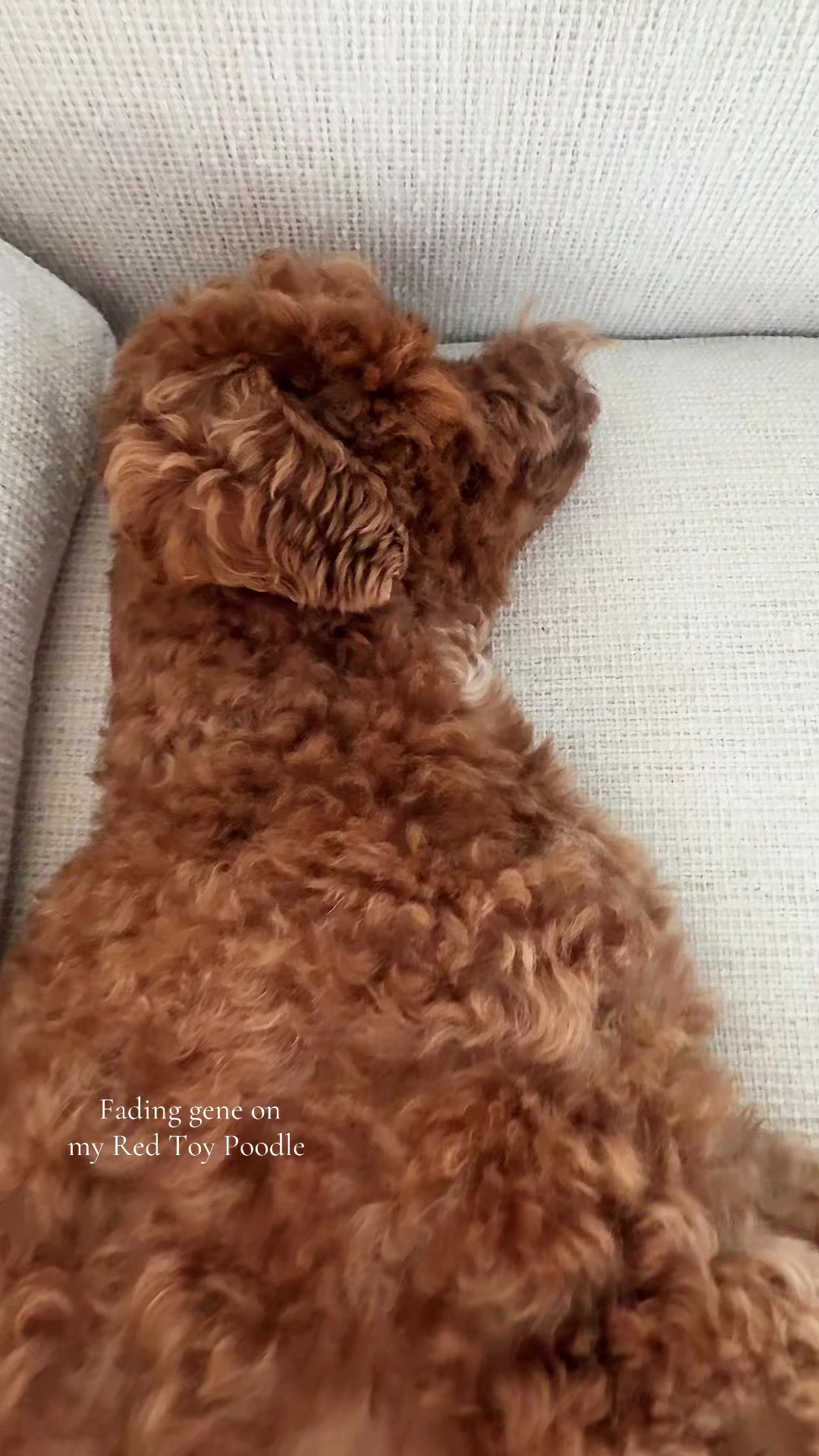 @curlycurlygirly