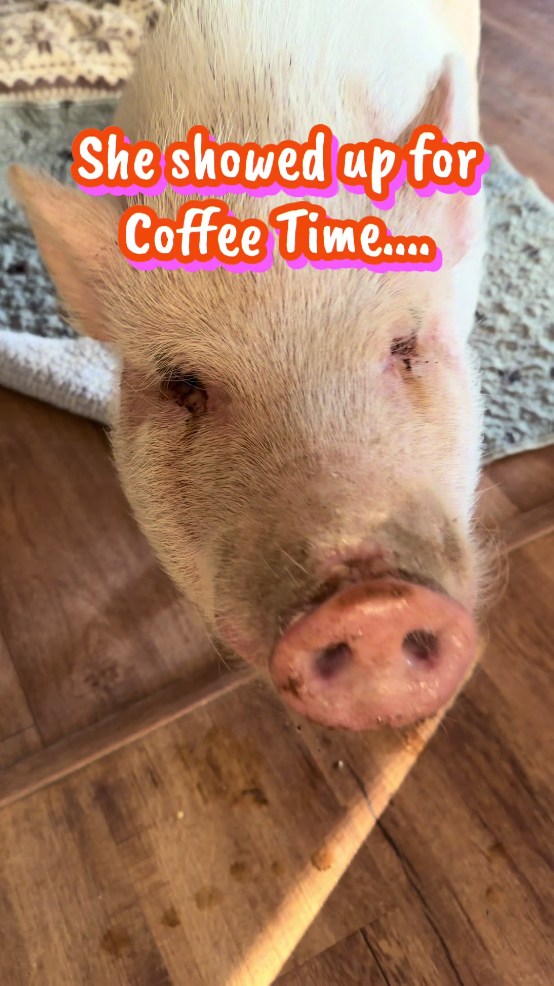 @Pig Luv Co