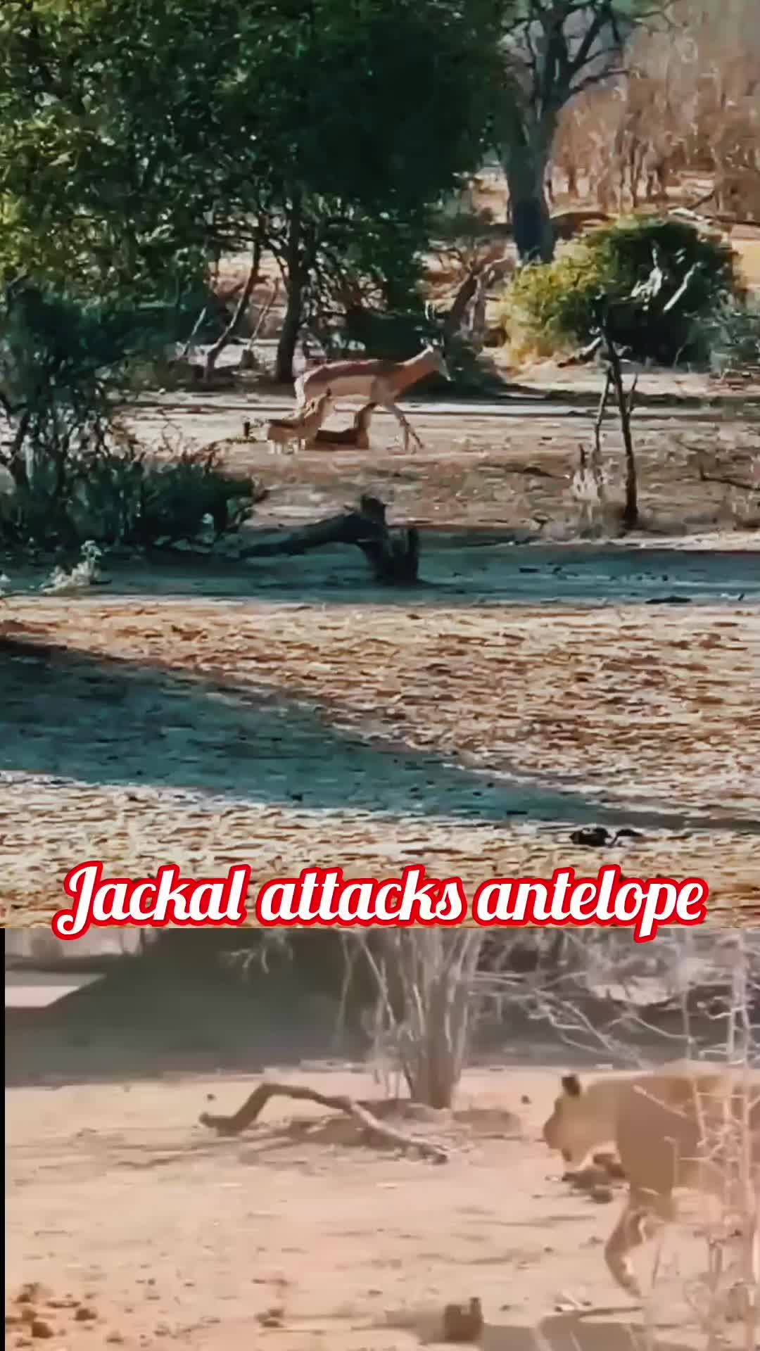 @animal9