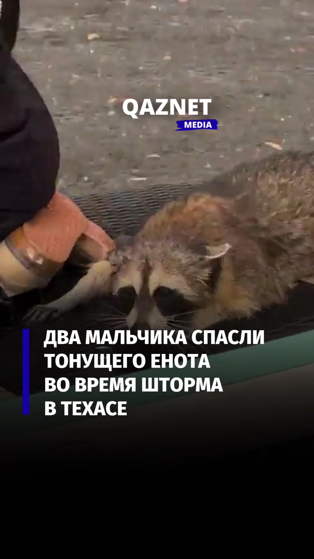 @qaznet.media