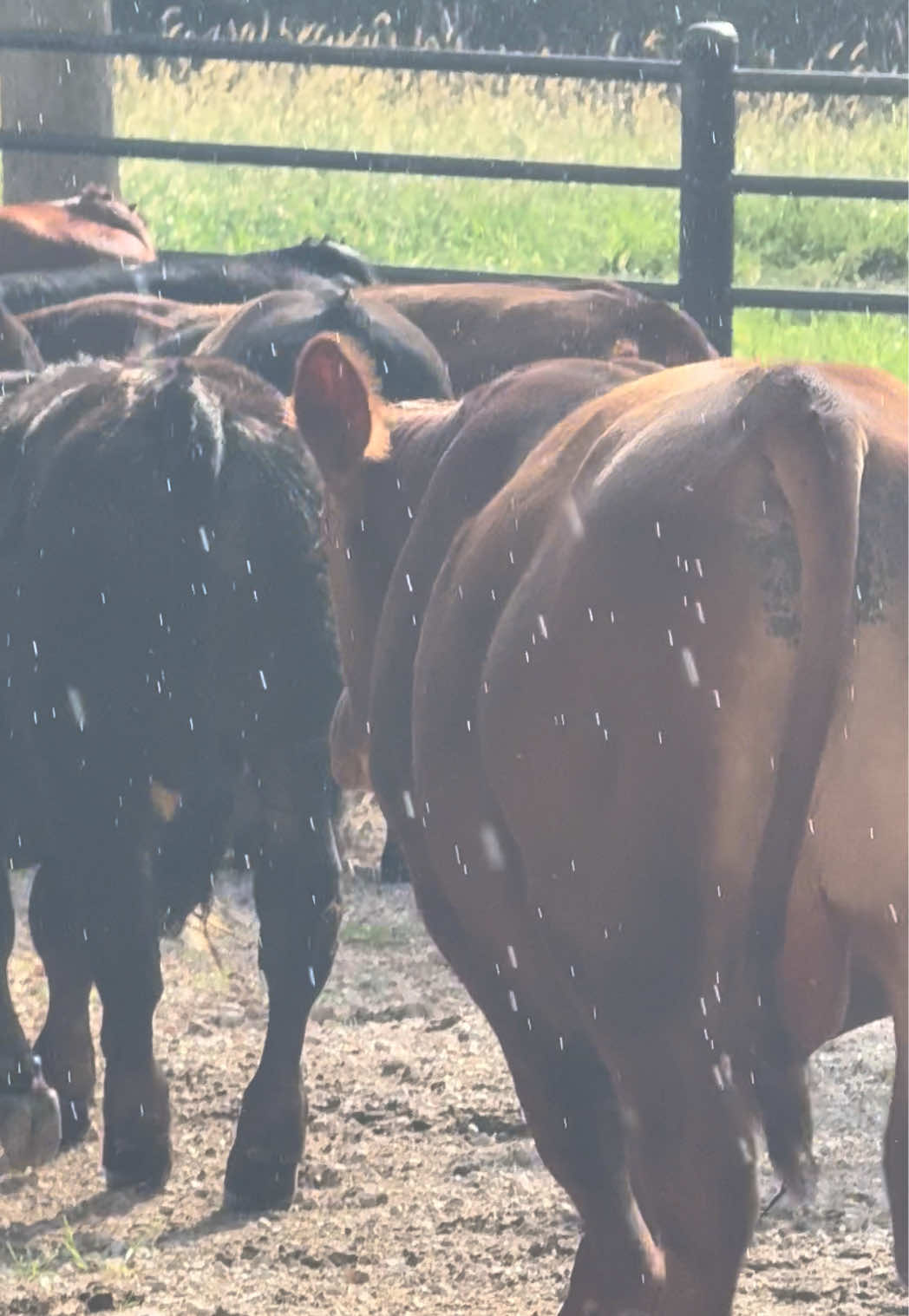 @Massey Land & Cattle