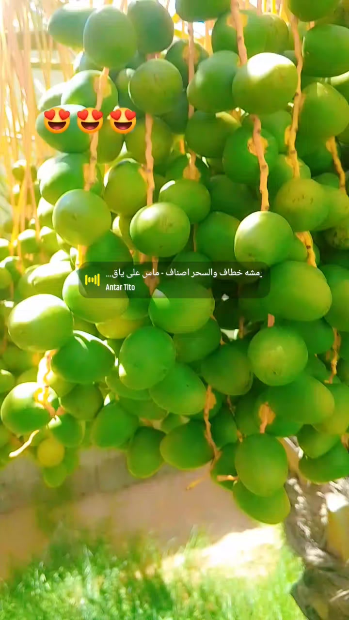 @Gulzar 🇸🇦