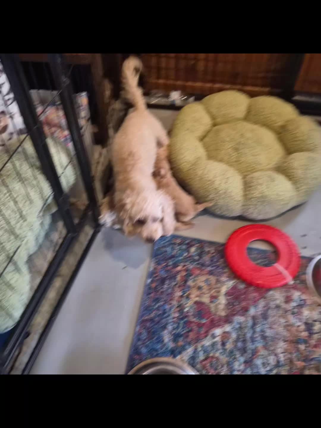@Barb's Precious Pups