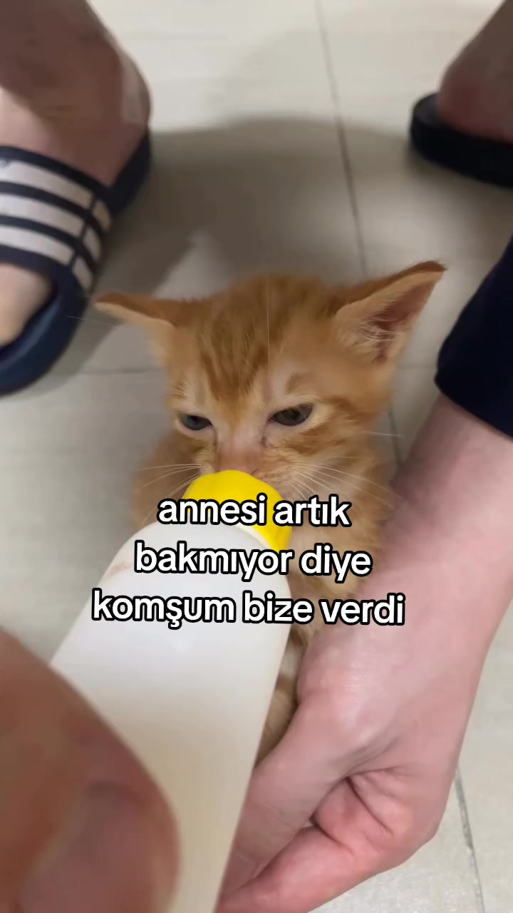 @rolland