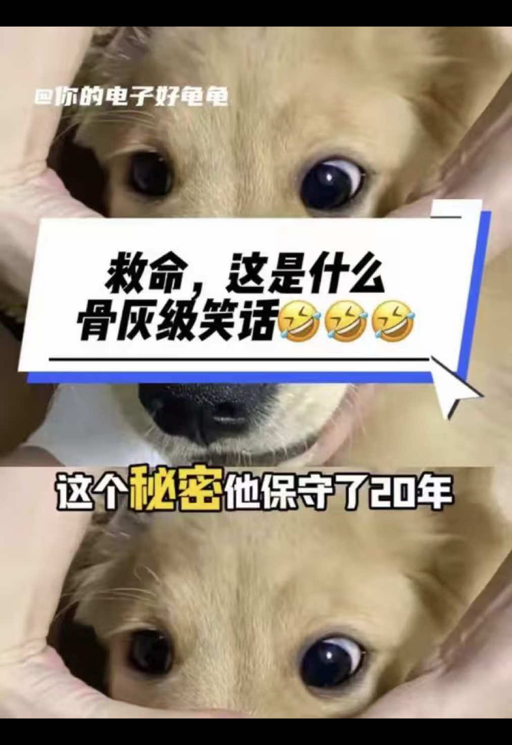 @你的电子好龟龟