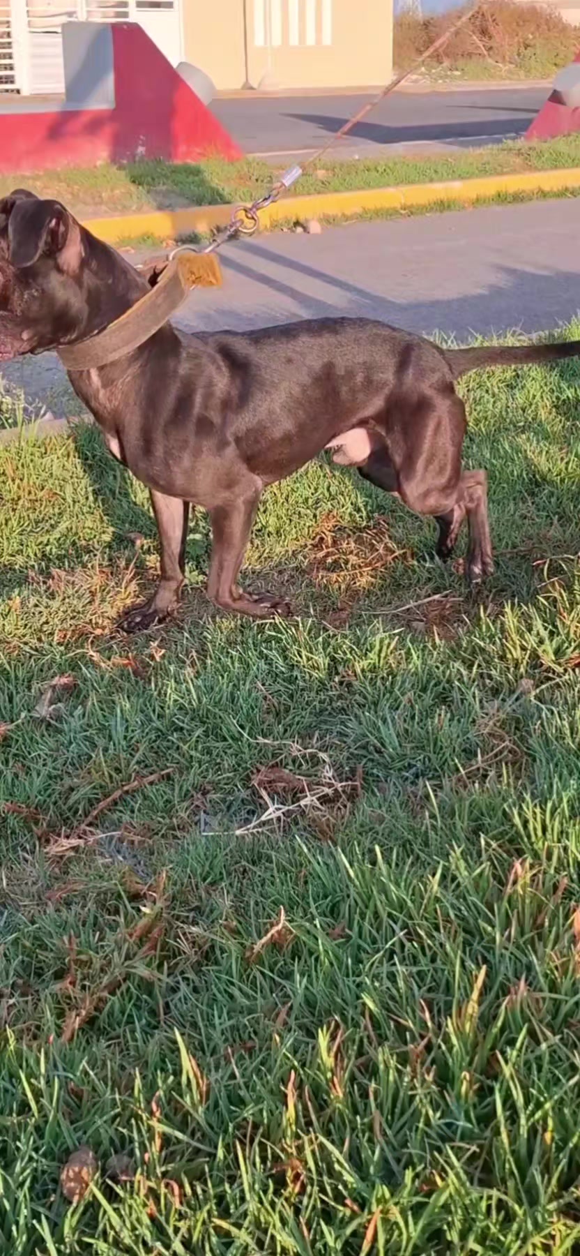 @TrueGamedogsMx214420