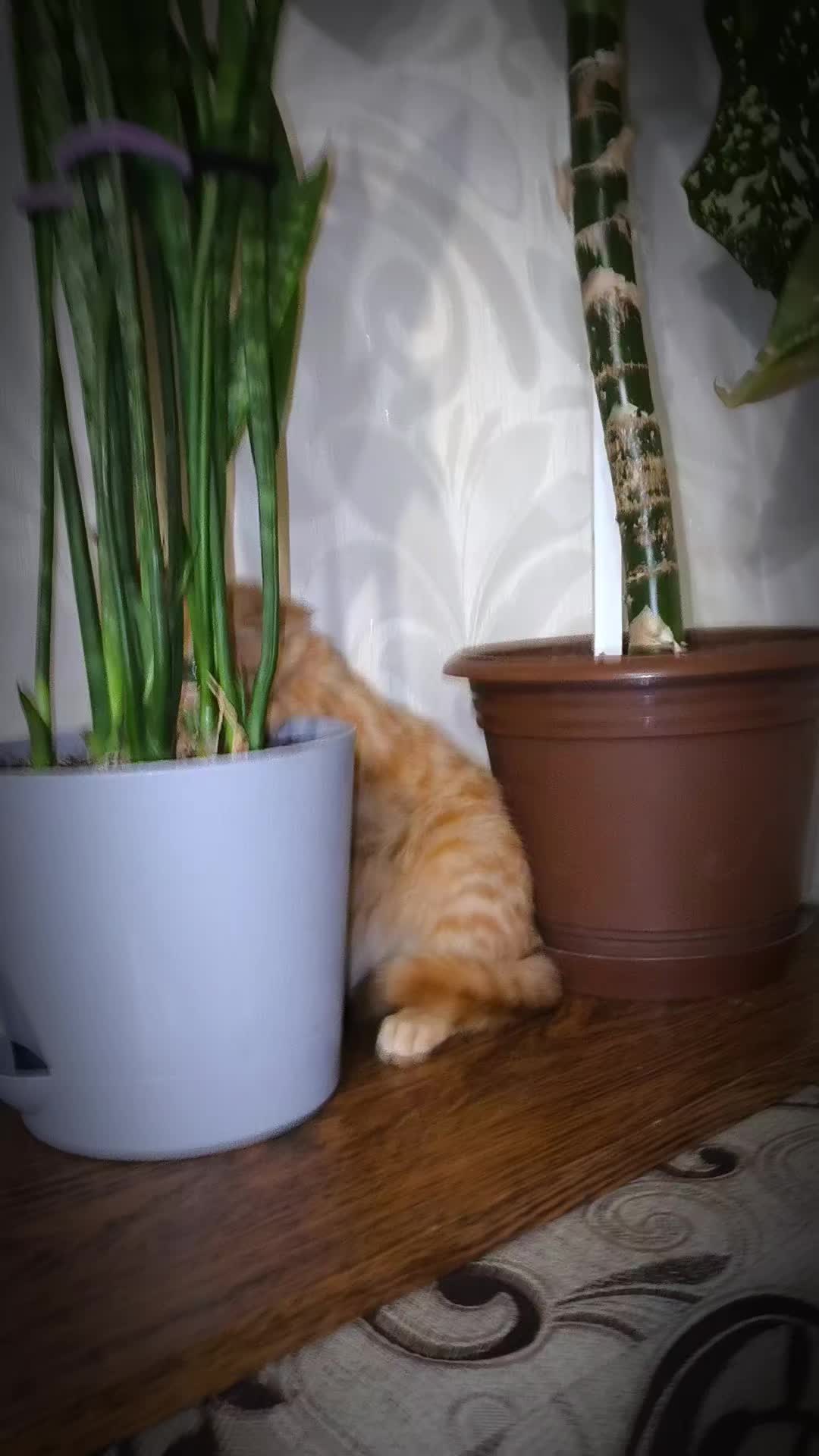 @Кот Кореш и его Птица