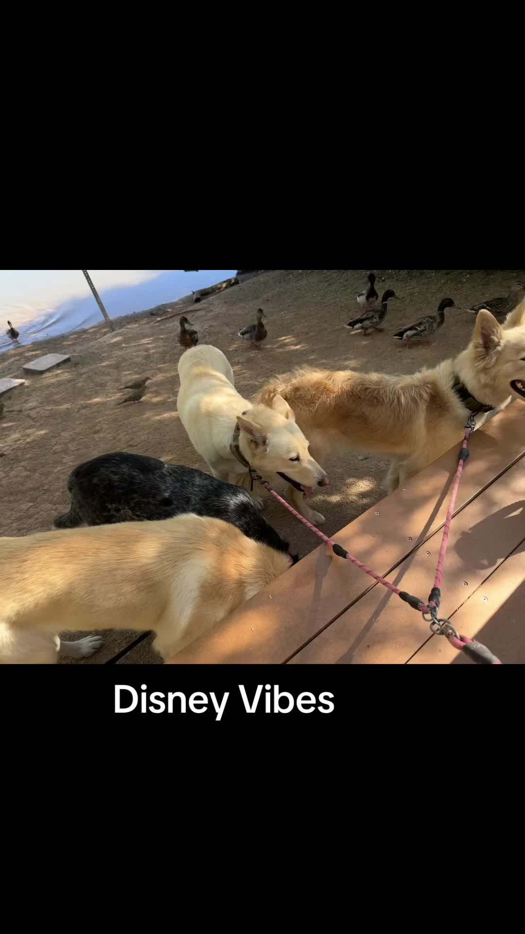 @Blond Wolf novelties