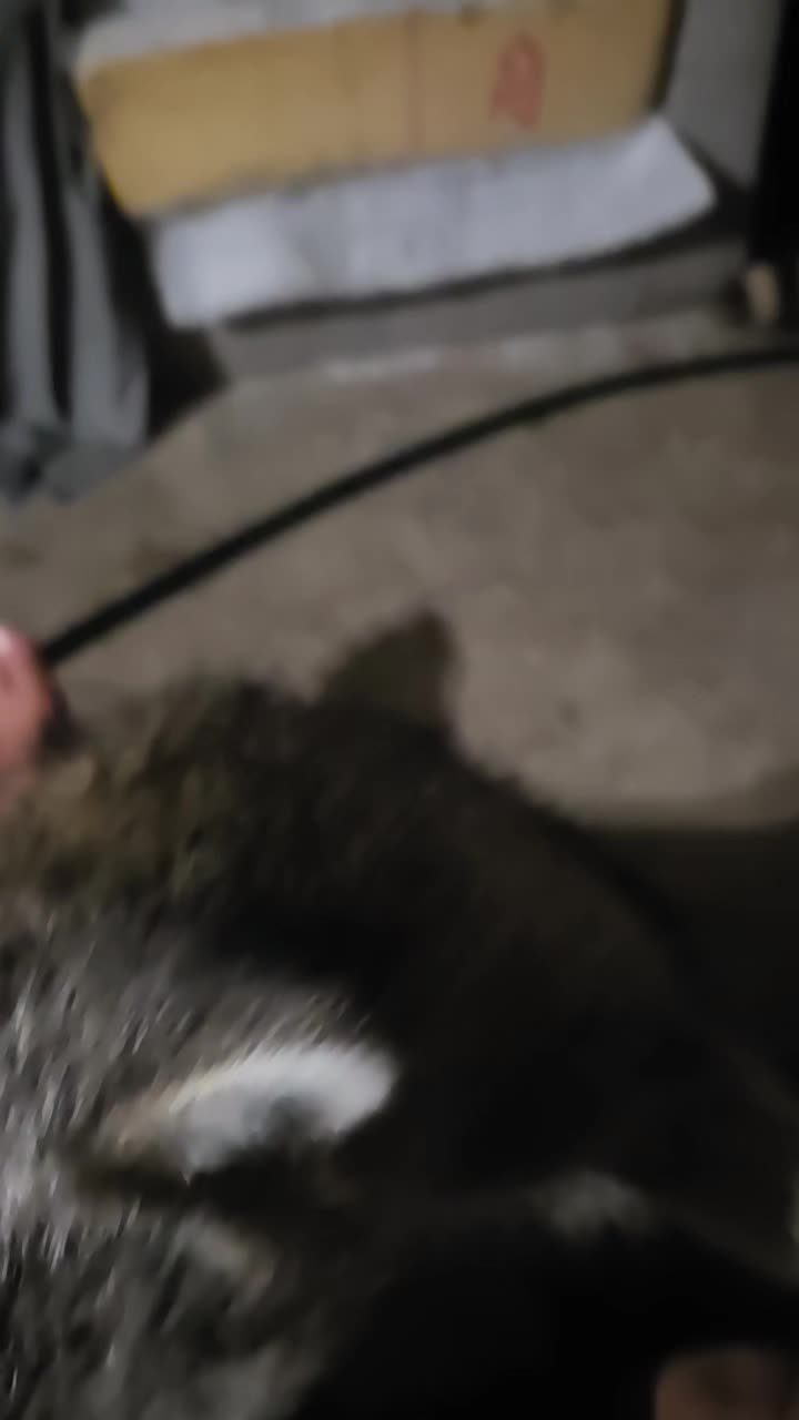 @Cat