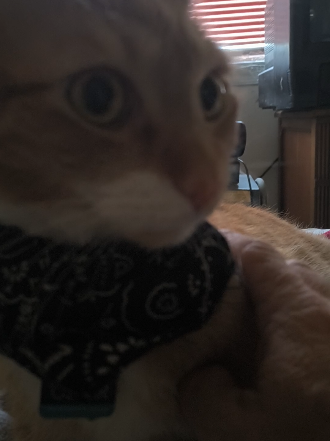 @Oskarcats