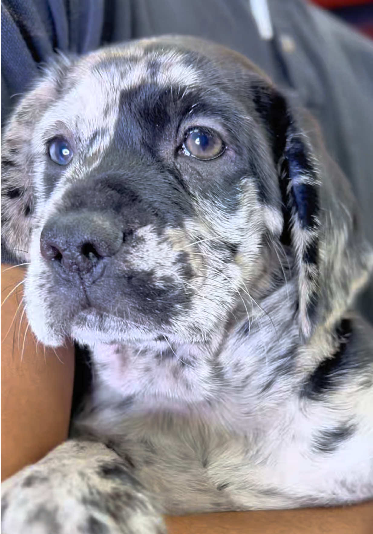 @Petland Oklahoma City