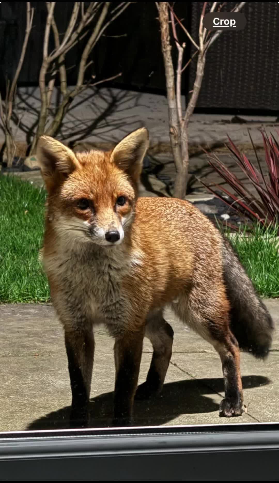 @SeanRescuesAnimals
