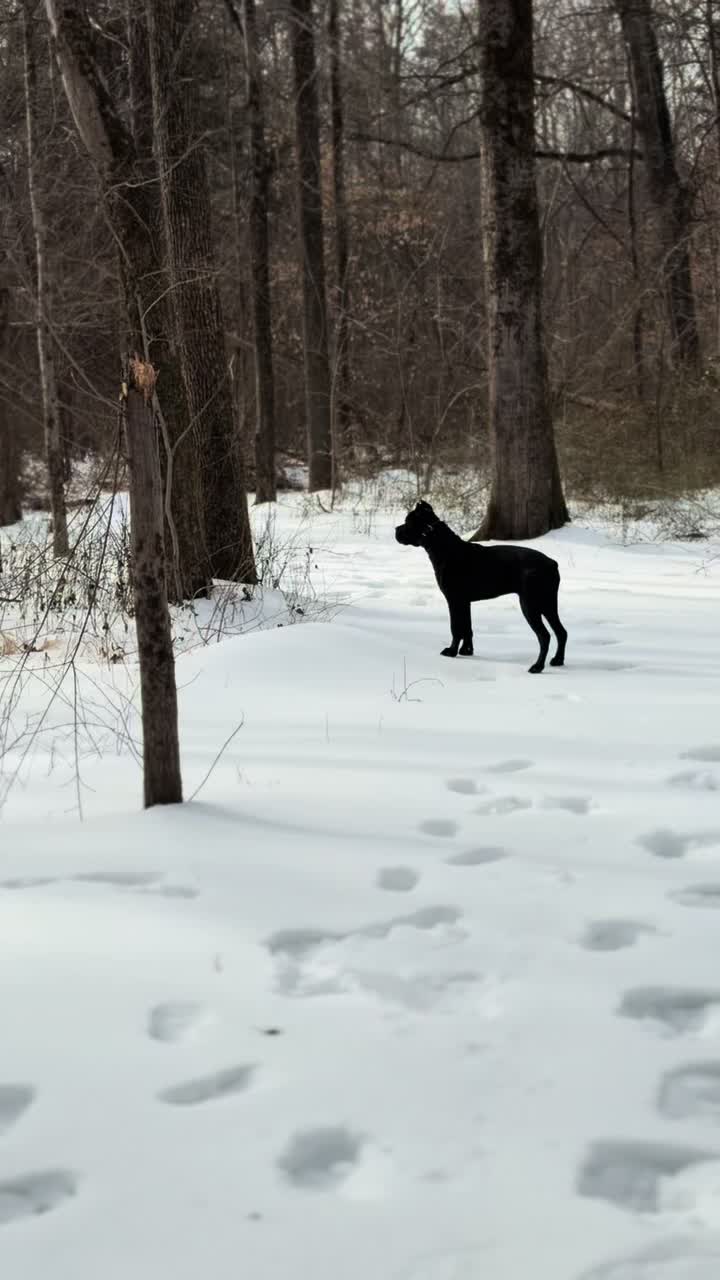 @Irongates Canecorso